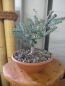 Preview: Abies koreana Silverstar 1
